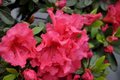 Rhododendron 'Christmas Cheer', 30-40 5L