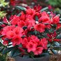 Rhododendron 'Elizabeth', 25-30 3L