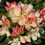 Rhododendron 'Golden Torch', 30-40 5L