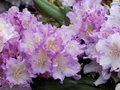 Rhododendron 'Caroline Allbrook', 30-40 4L