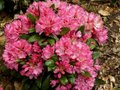 Rhododendron 'Kalinka', 30-40 4L