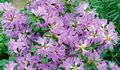 Rhododendron 'Select', 20-25 2L