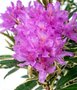 Rhododendron pont. 'Variegatum', 30-40 4L