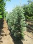 Sequoiadendron g. 'Glaucum', 25-30 3L, Mammoetboom