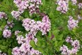 Syringa bloom. 'Pink Perfume', 40-50 4L, Dwergsering