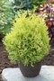 Thuja occ. 'Rheingold' 20-25 3L, Levensboom