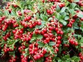 Vaccinium vitis-id. 'Red Pearl' 10.5P, Vossenbes, rode bosbes