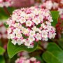 Viburnum tinus 'Lisarose', 25-30 2.5L, Sneeuwbal