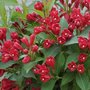 Weigela 'All Summer Red', 3L