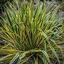 Yucca gloriosa, 25-30 3L, Palmlelie