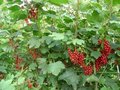 Ribes rubrum 'Jonkheer van Tets', 90 stam, Rode Bes