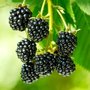 Rubus frut. 'Black Satin', Braambes