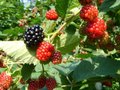 Rubus frut. 'Chester Thornless', Doornloze braam