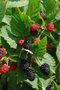 Rubus frut. 'Triple Crown', Braambes