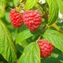 Rubus idaeus 'Heritage', Framboos