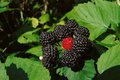 Rubus occ. 'Black Jewel', Zwarte framboos