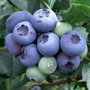 Vaccinium cor. 'Duke', 40-50 3L, Blauwe bes