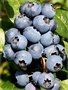 Vaccinium cor. 'Sierra', 40-50 3L, Blauwe bes