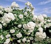 Rosa 'White Meidiland', 1.5L, Trosrozen