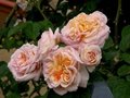 Rosa 'Gloire de Dijon', Klimrozen