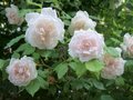 Rosa 'Mme Alfred Carriére', Klimrozen