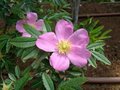 Rosa nitida roos, Roos, 0+1 30-50