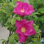 Rosa Rugosa 'Rubra', Bottelrozen, 1+1 40-60