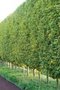 Carpinus bet. 'Lucas', 250-300 20L