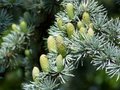 Cedrus libani. 'Glauca', 125-150 Kluit, Libanonceder