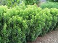 Cephalotaxus h. 'Fastigiata' 60/80 Kluit