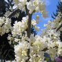 Cercis can. 'Texas White', 60/80 Kluit, Judasboom