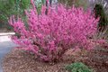 Cercis chin. 'Avondale', 50/60 Kluit, Chinese judasboom