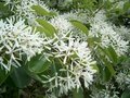 Chionanthus retusus, 125/150 30L, Chinese sneeuwvlokkenboom