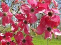 Cornus fl. 'Royal Red', 60/80 cm Kluit, Kornoelje