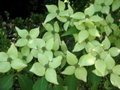 Cornus k. 'Chinensis', 100/125 Kluit, Kornoelje