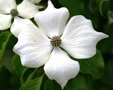 Cornus kousa, 100/125 Kluit, Kornoelje