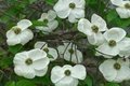 Cornus nuttallii, 60/80 Kluit, Kornoelje