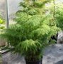 Cryptomeria jap. 'Elegans Viridis' 80/100 20L, Japanse Ceder