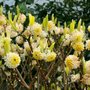 Edgeworthia chrys. 'Grandiflora', 30-40 Kluit, Papierstruik