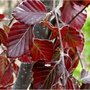 Fagus sylv. Atropunicea, 150/175 Blote wortel, Rode Beukenhaag Spil