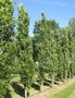 Fagus sylvatica, 175/200 Blote wortel, Beukenhaag Spil