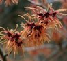 Hamamelis int. 'Feuerzauber', 60/80 Kluit, (Fire Charm) Toverhazelaar