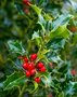 Ilex aquif. 'Alaska', 100/125 Kluit, Wilde hulst