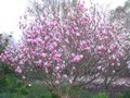 Magnolia 'Heaven Scent', 125-150 20L, Beverboom