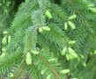 Picea omomorika, 80/100 Kluit, Servische spar