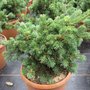 Picea pungens 'Lucky Strike', 25/30 7.5L, Blauwspar