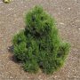 Pinus hel. 'Malinki', 50/60 7.5L