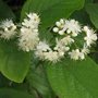 Symplocos paniculata, 80-100 20L, Saffierbes