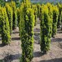 Taxus b. 'Fastigiata Aurea', 100-125 Kluit, Venijnboom