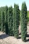 Taxus b. 'Fastigiata Robusta', 50-60 Kluit, Venijnboom